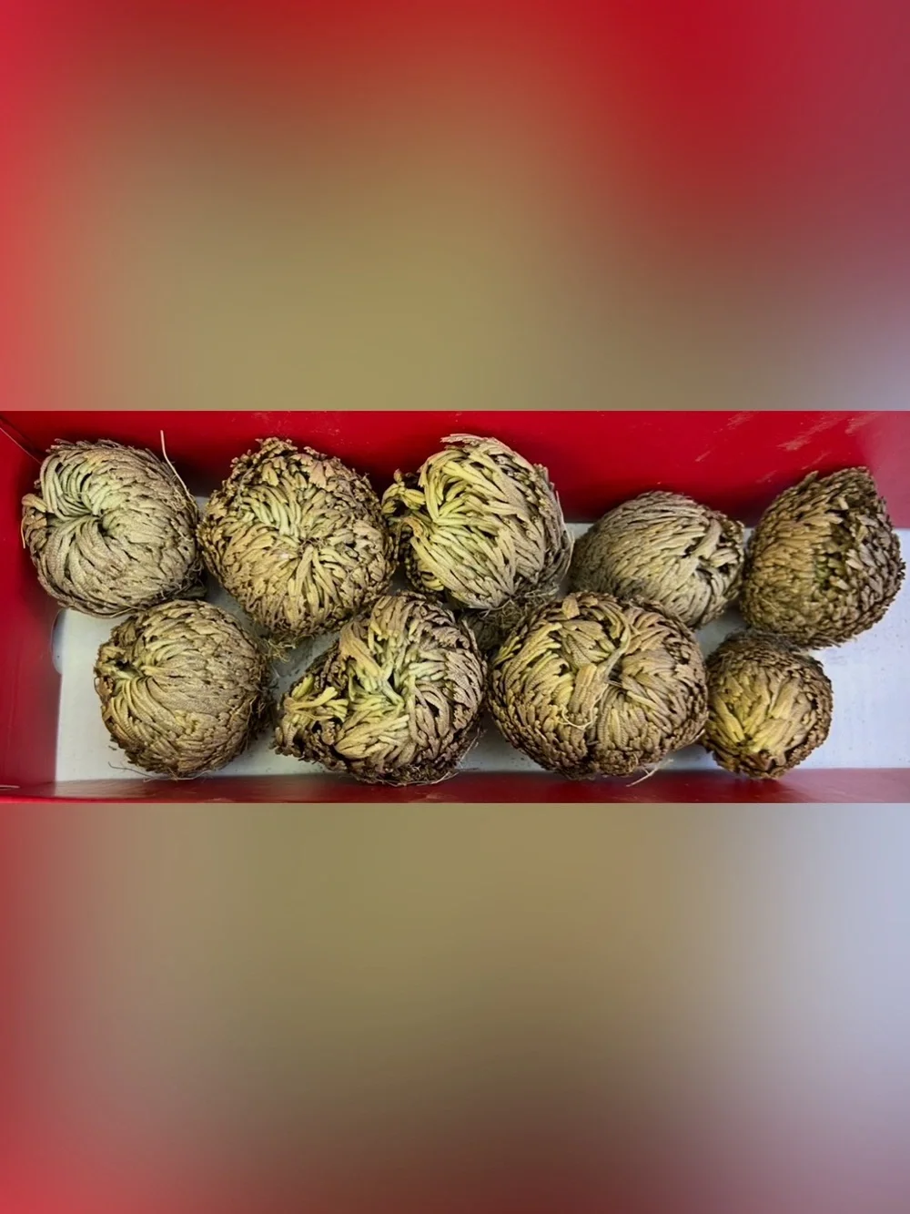 Rose of Jericho Resurrection Plant - Selaginella Lepidophylla Dried Fern Sz 2–3